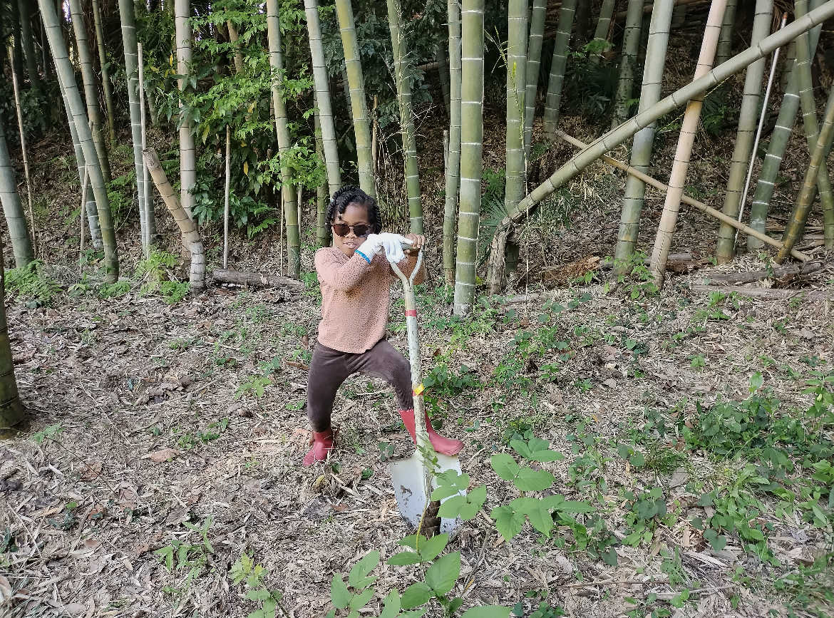 Bamboo Harvesting at Kurokawa Farm